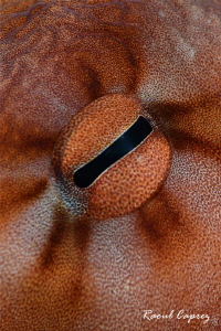 Octopus eye by Raoul Caprez 
